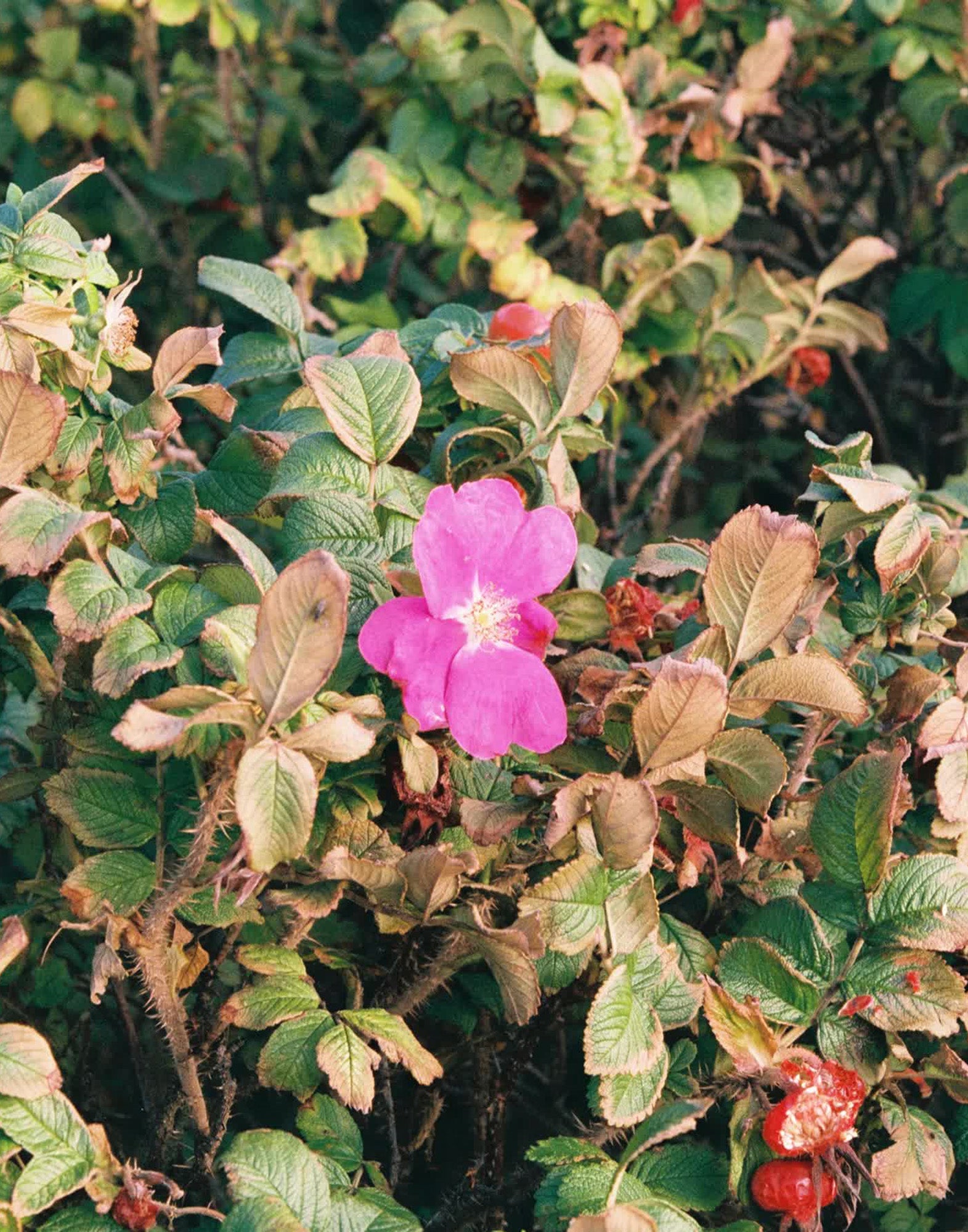 116 Wild Rose Hand Cream