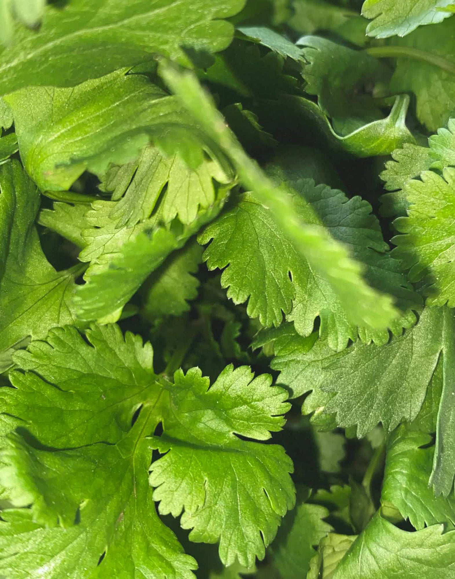 152 Coriander scented candle 260g