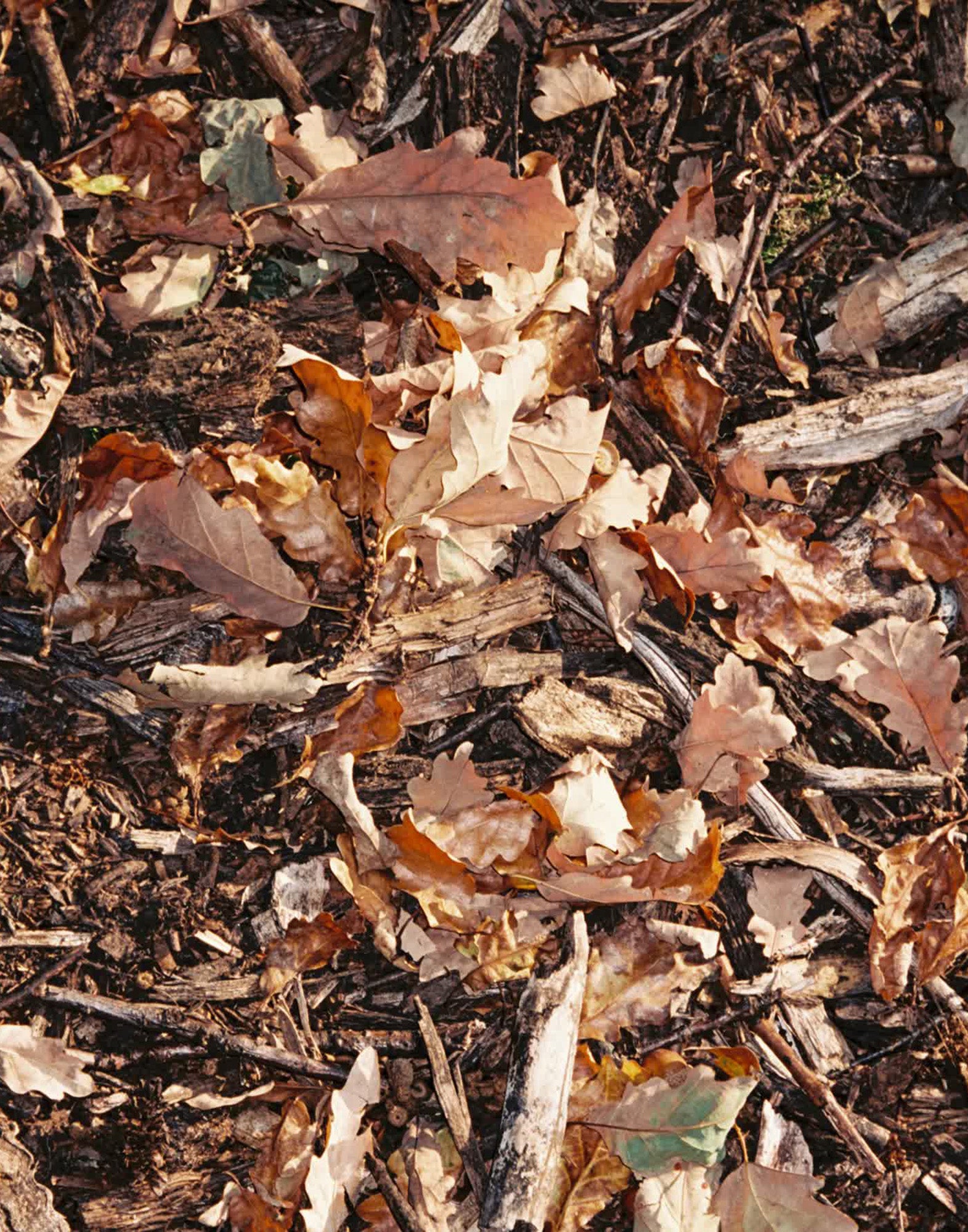 149 Black Oak scented candle 260g