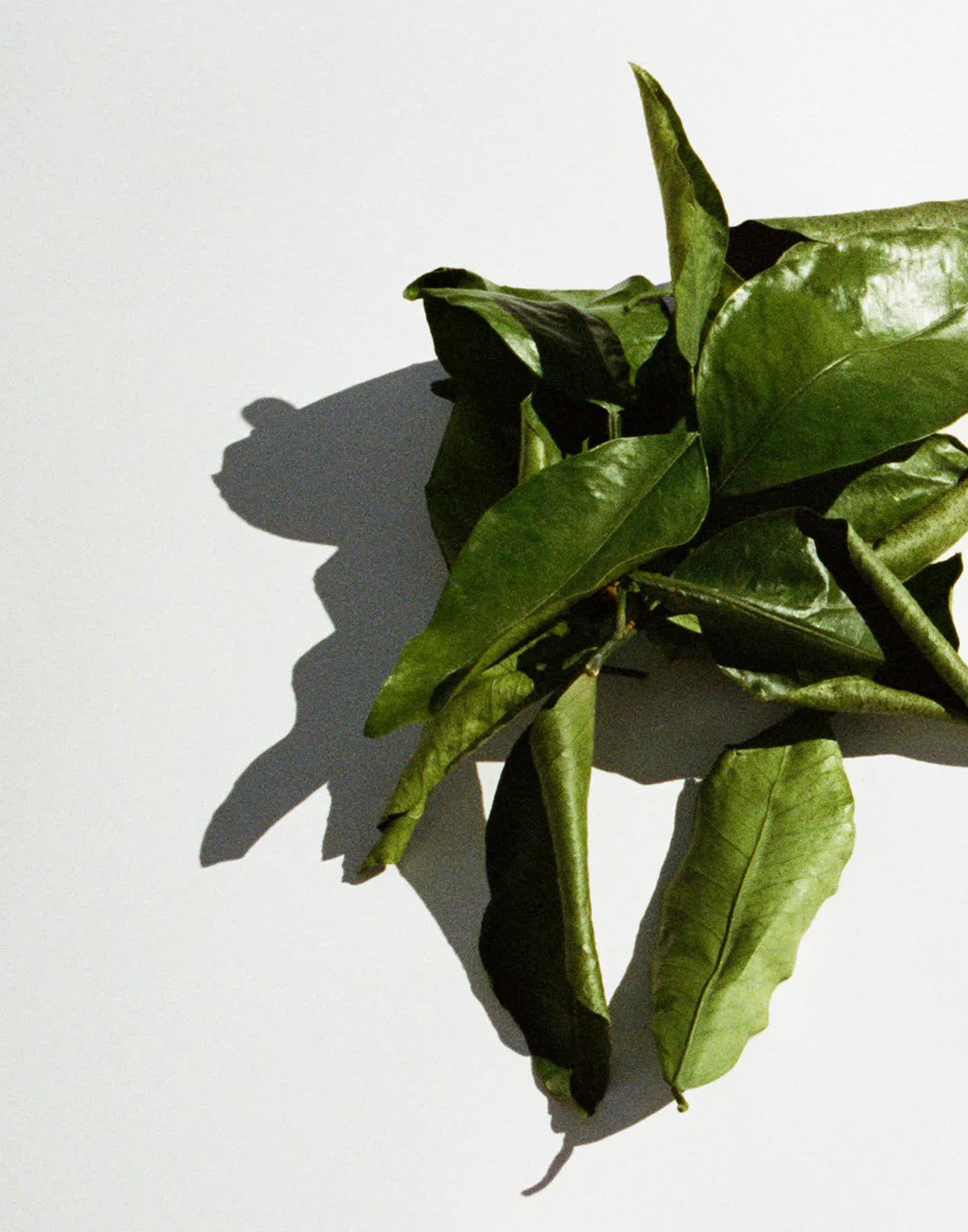 151 Grapefruit scented candle 260 g