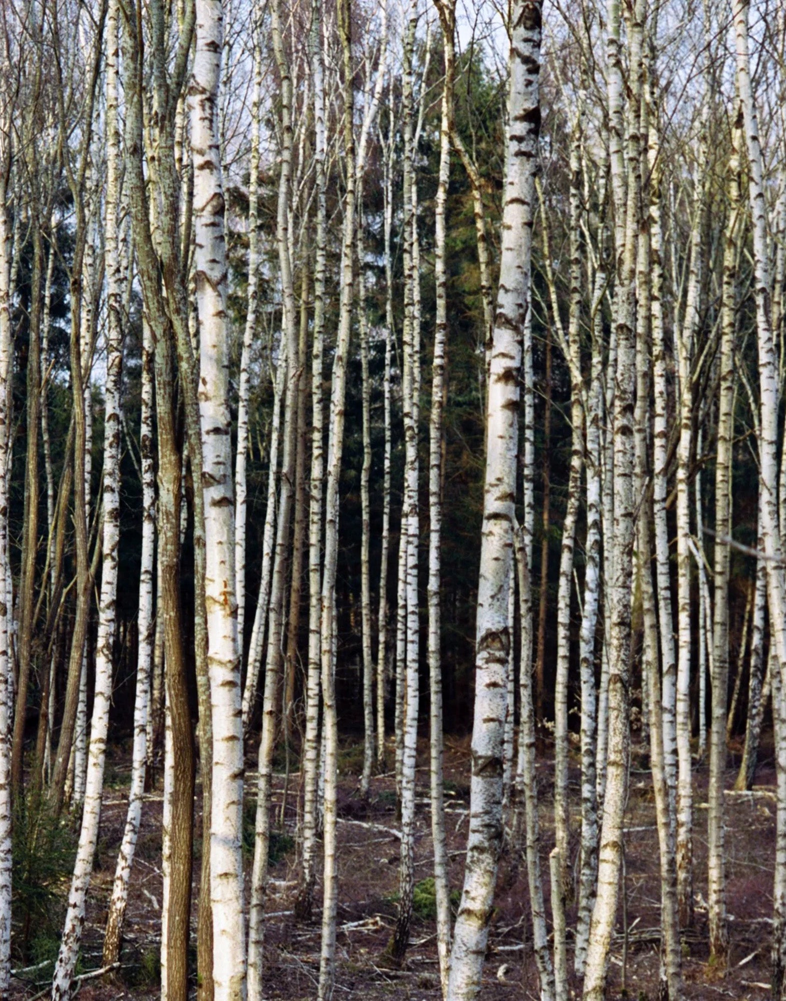 LA BRUKET 234 Maschera per capelli alla Betulla