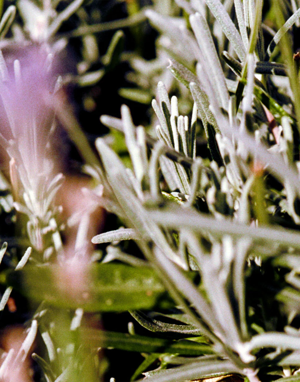 LA BRUKET 092 Crema Mani Salvia/Rosmarino/Lavanda 70ml