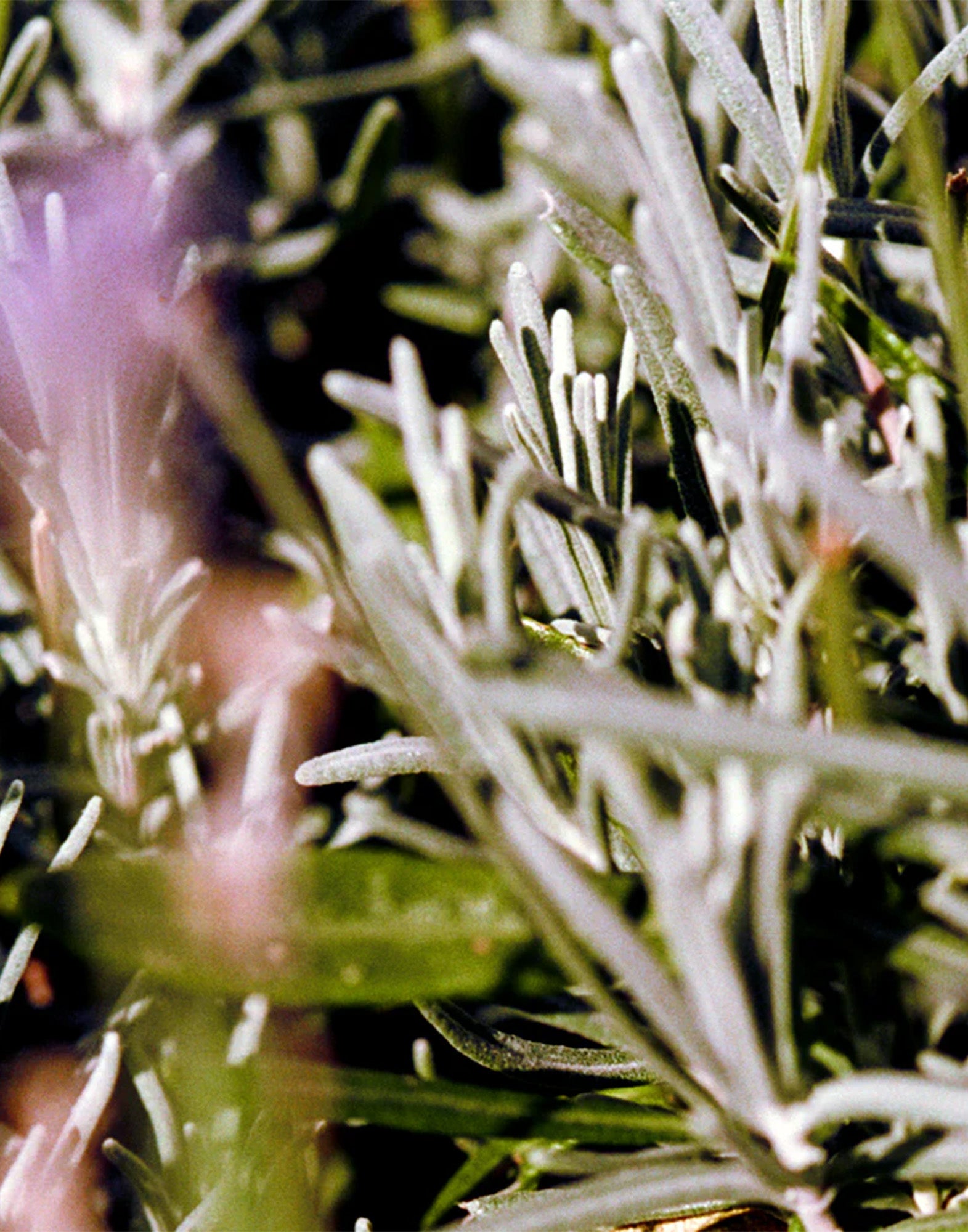 LA BRUKET 092 Crema Mani Salvia/Rosmarino/Lavanda 70ml