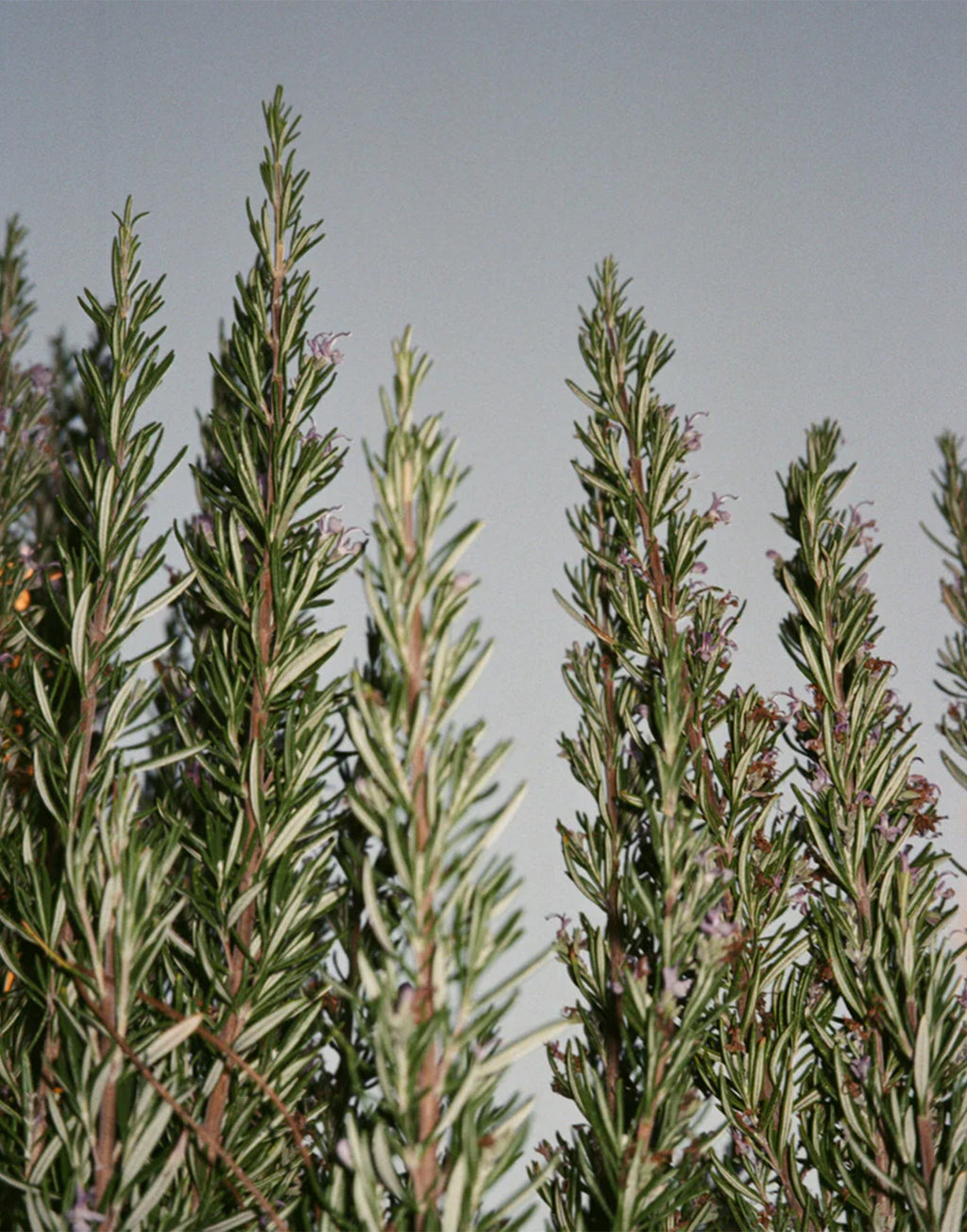 LA BRUKET 092 Crema Mani Salvia/Rosmarino/Lavanda 70ml