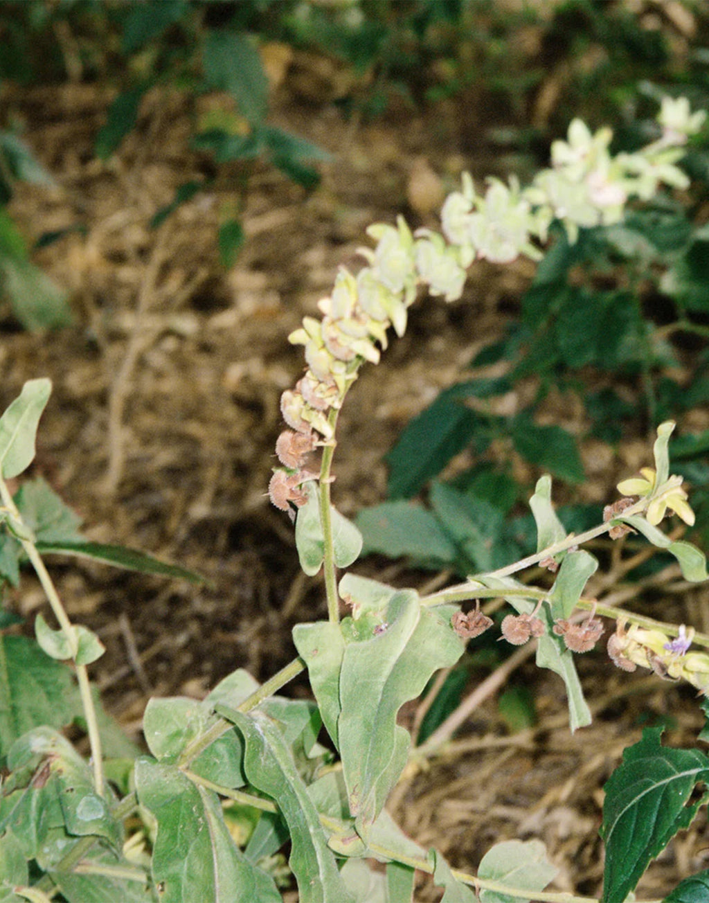 LA BRUKET 102 Crema Mani Bergamotto/Patchouli 70ml