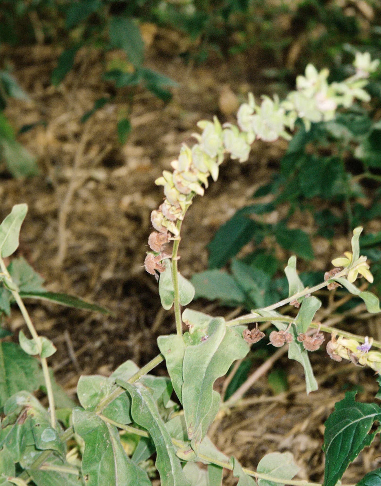 LA BRUKET 102 Crema Mani Bergamotto/Patchouli 70ml