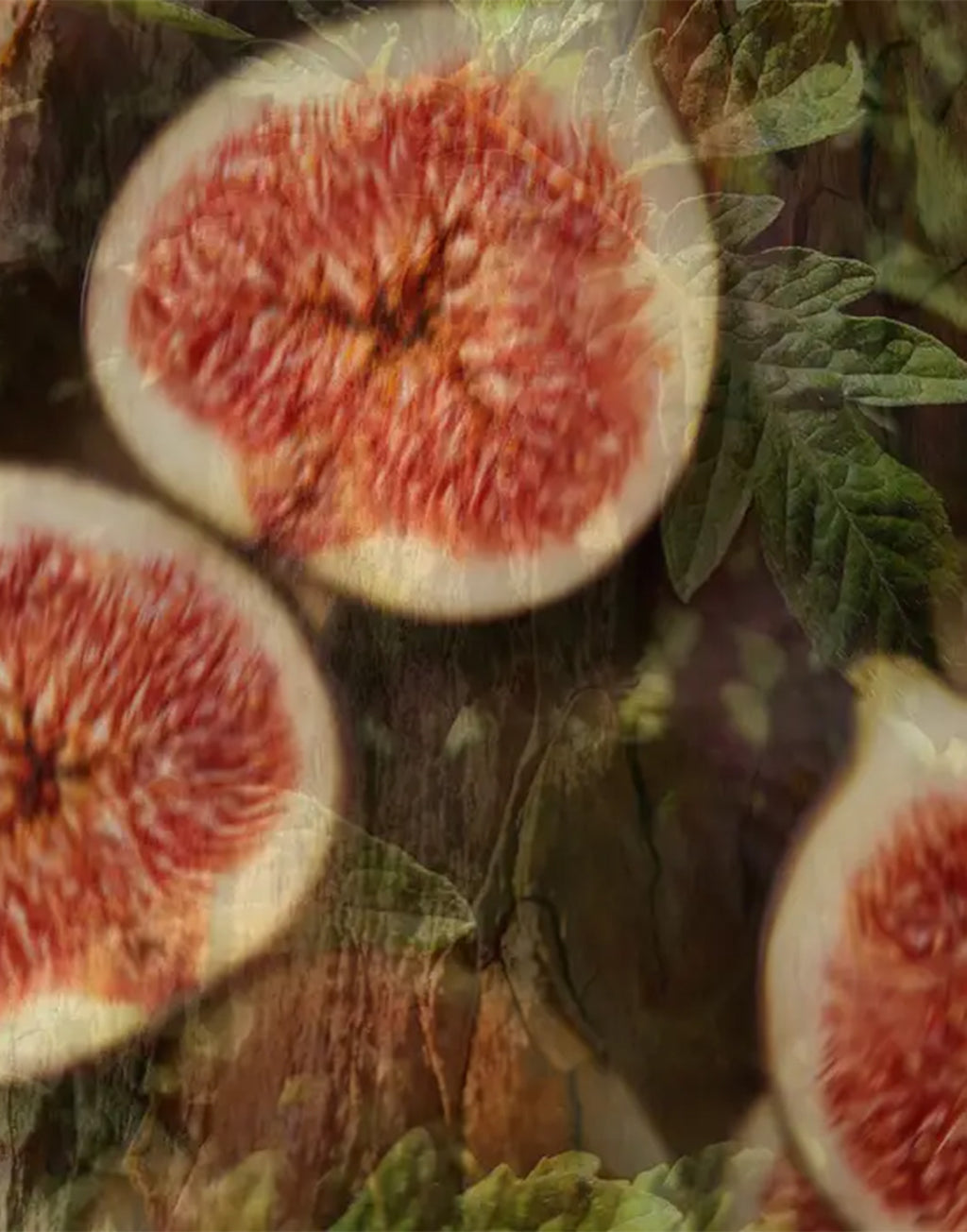 DR. VRANJES Fico Aromatico Fragranza Ambiente Florentia