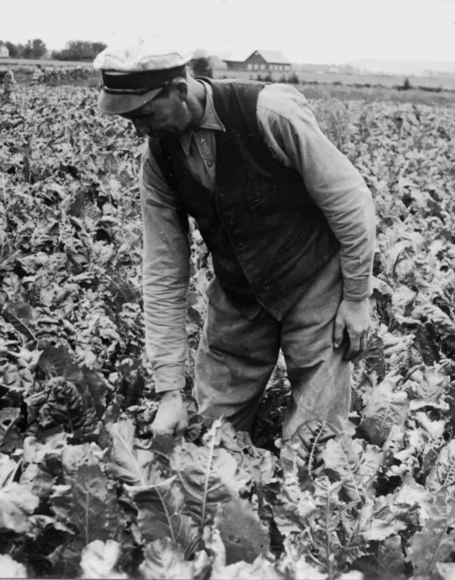 LA BRUKET 153 Candela profumata Tabacco